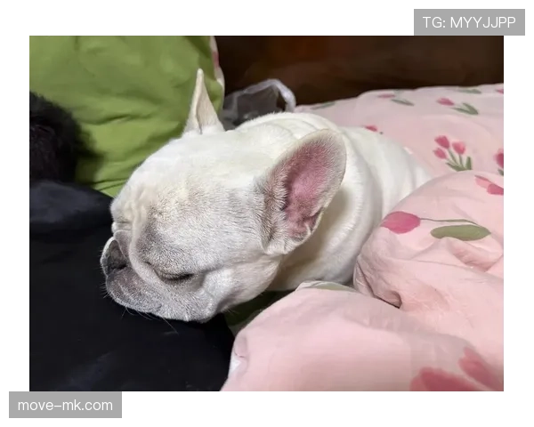 小罗退役后还在夜店蹦迪，豪宅里养了三只斗牛犬